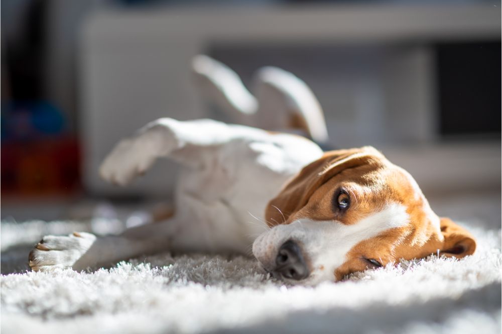 Dog on carpet | Carpetland USA